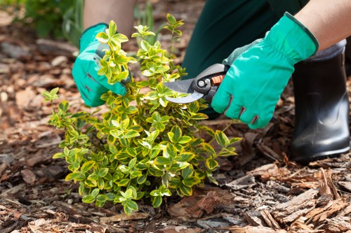 Team member performing hedge trimming under safety protocols