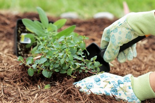 Close-up of a gardener's hands trimming hedges in a Brockley yard